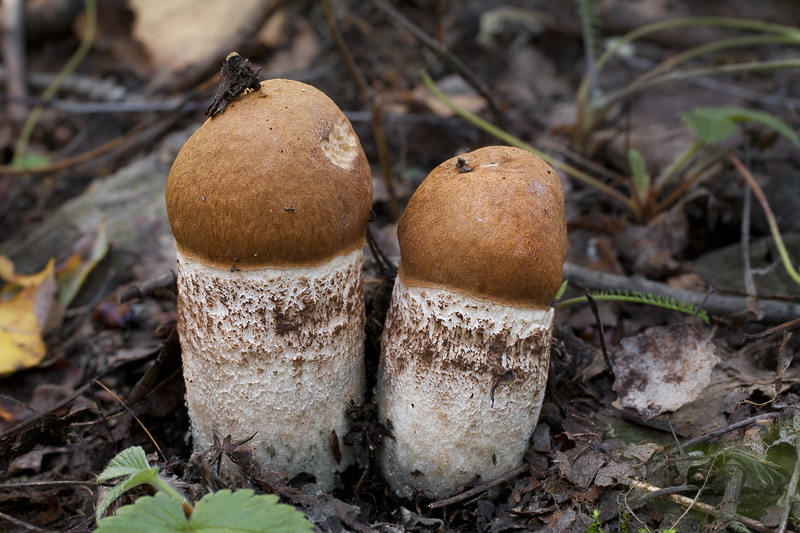 Leccinum aurantiacum